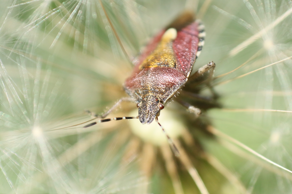 Beerenwanze in der Pusteblume
