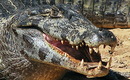 ein grosser caiman
