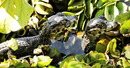 2 caiman babies aus dem wildlife