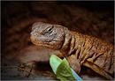 der leopard (gecko)...