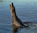 caiman-yoga para ric
