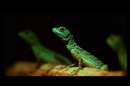 stirnlappenbasilisk babies ( basiliskus plumifrons )