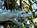 wildlife - leguan - brasil 2012