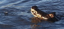 Fotos_Reptilien