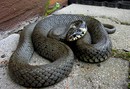 Fotos_Reptilien