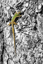 Fotos_Reptilien