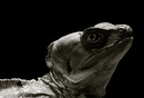 Fotos_Reptilien