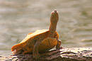 Schildkröte in der Mittagssonne