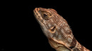 Madagaskarleguan