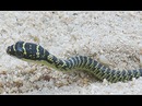 Fotos_Reptilien