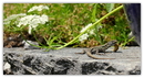 Fotos_Reptilien