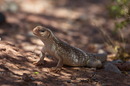 Fotos_Reptilien