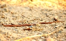 Blindschleiche
