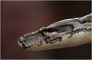Snake06