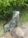 Fotos_Reptilien