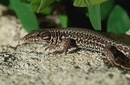 Fotos_Reptilien