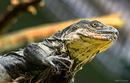 Fotos_Reptilien