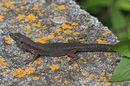 Fotos_Reptilien