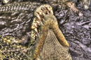 Fotos_Reptilien