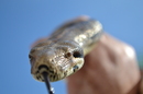 Fotos_Reptilien