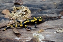 Feuersalamander.............