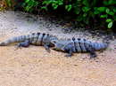 Fotos_Reptilien