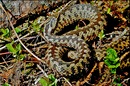 " Kreuzotter " ( Vipera benus )