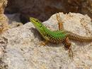 Fotos_Reptilien