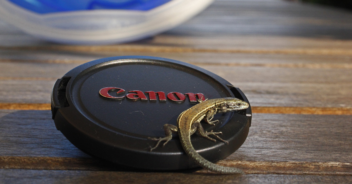 Echse bevorzugt Canon (: