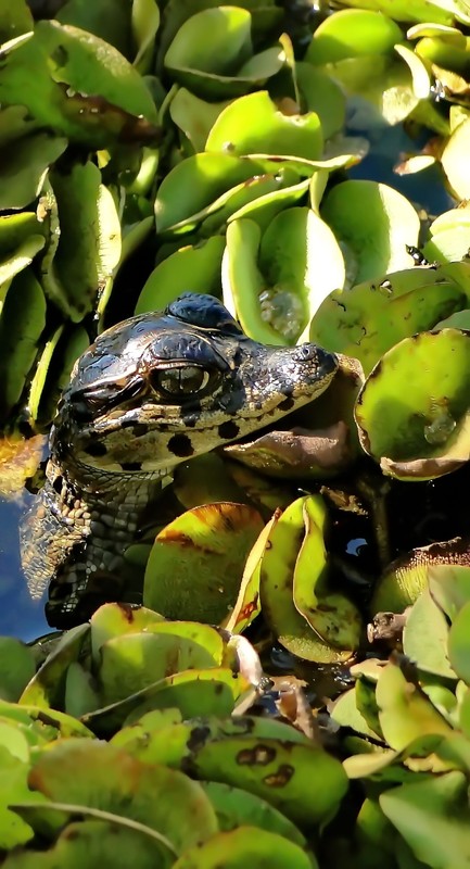 wildlife: baby - caiman 2012