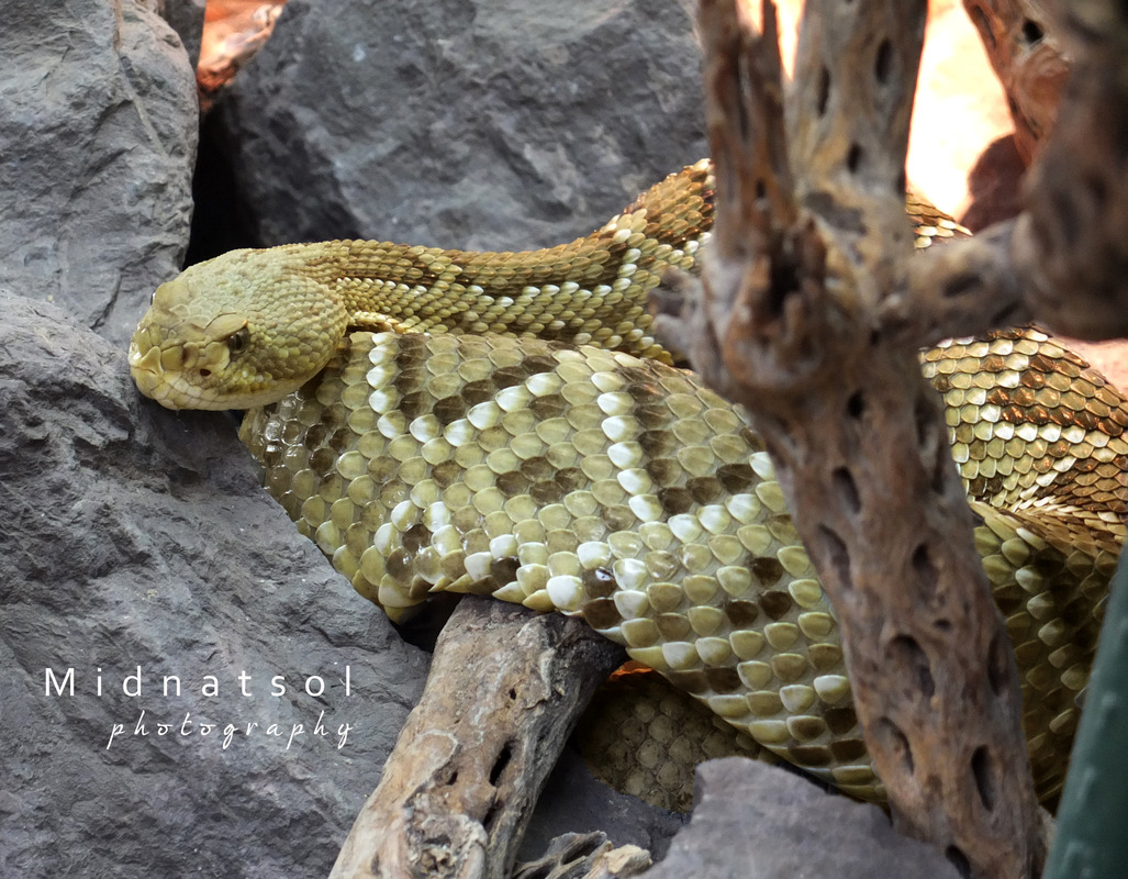 Snakeseries: Mustermix