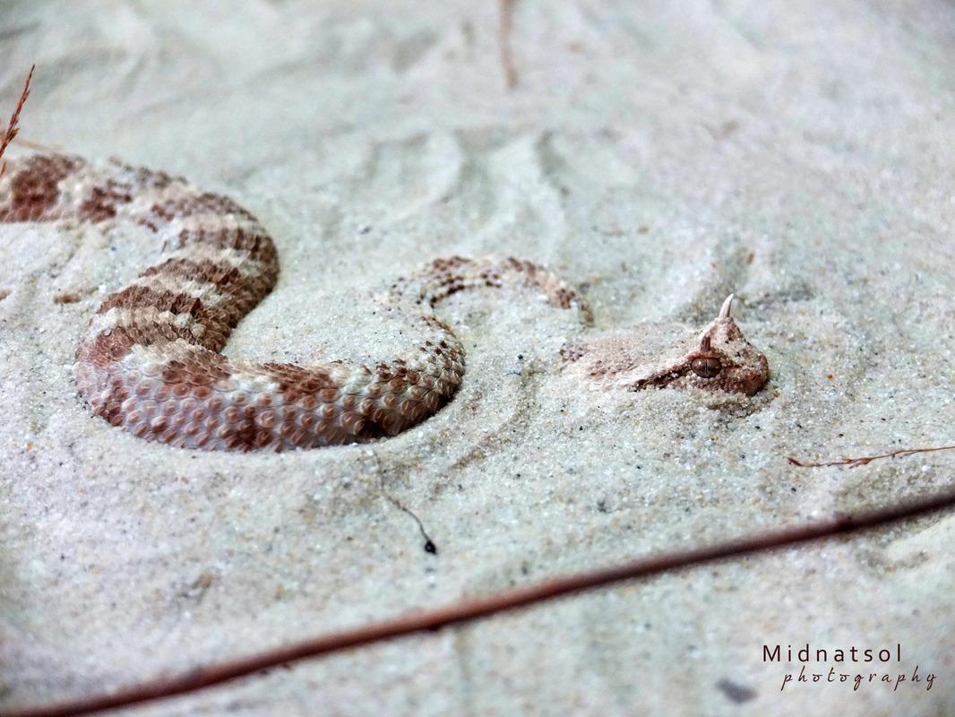 Snakeseries: Devilsnake