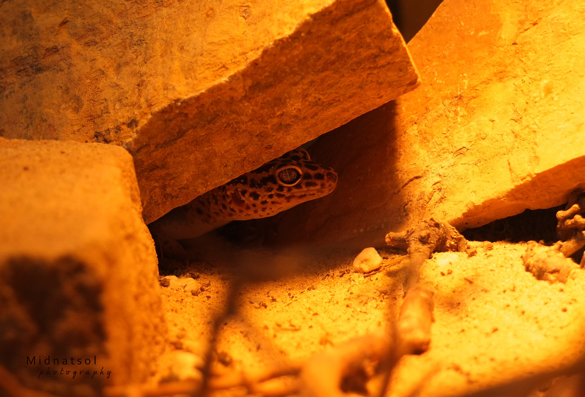 Wüstenversteck