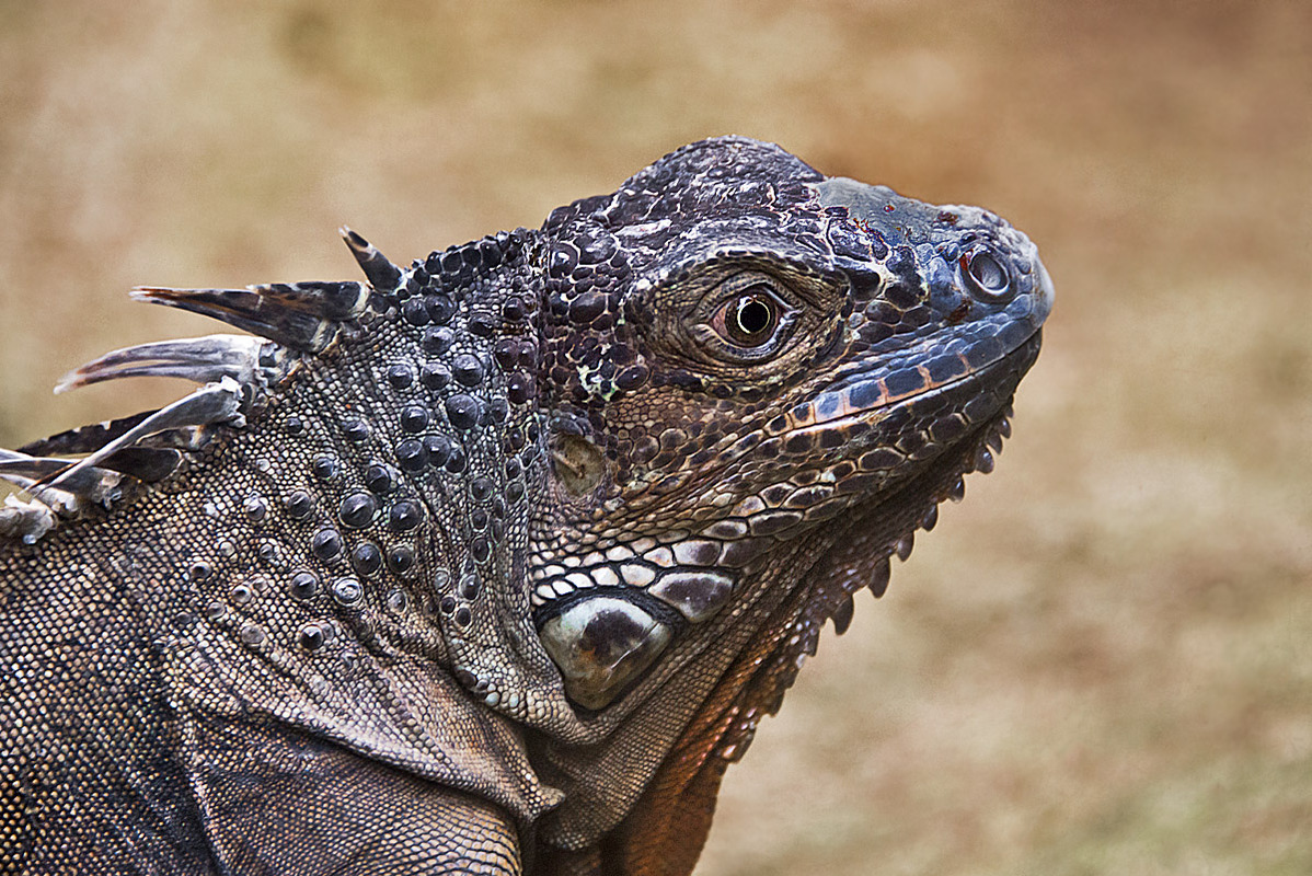 Leguan