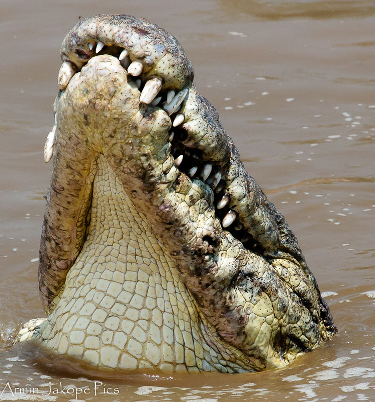 Nile Croc