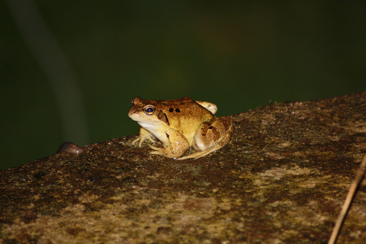 Sei kein Frosch