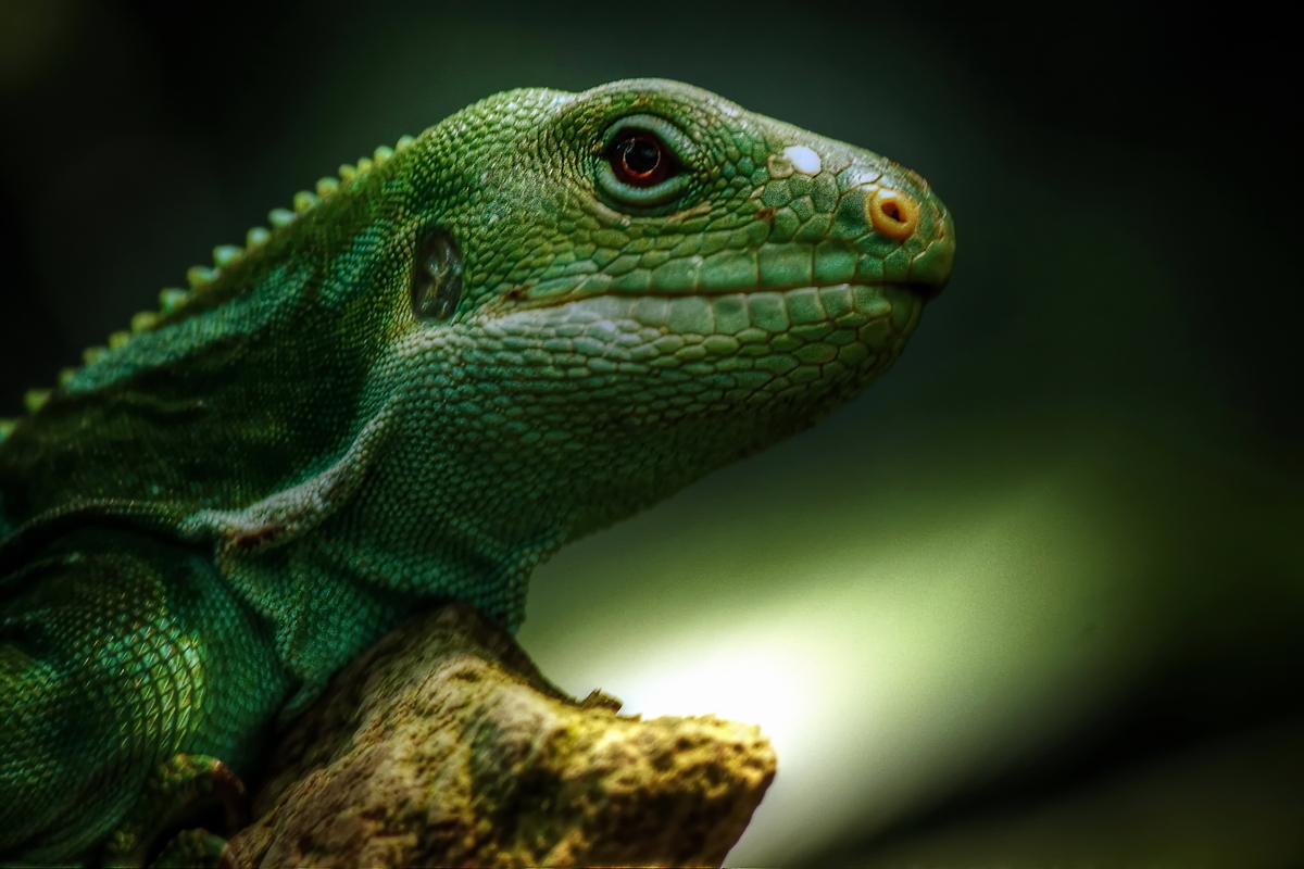 Echsen Portrait