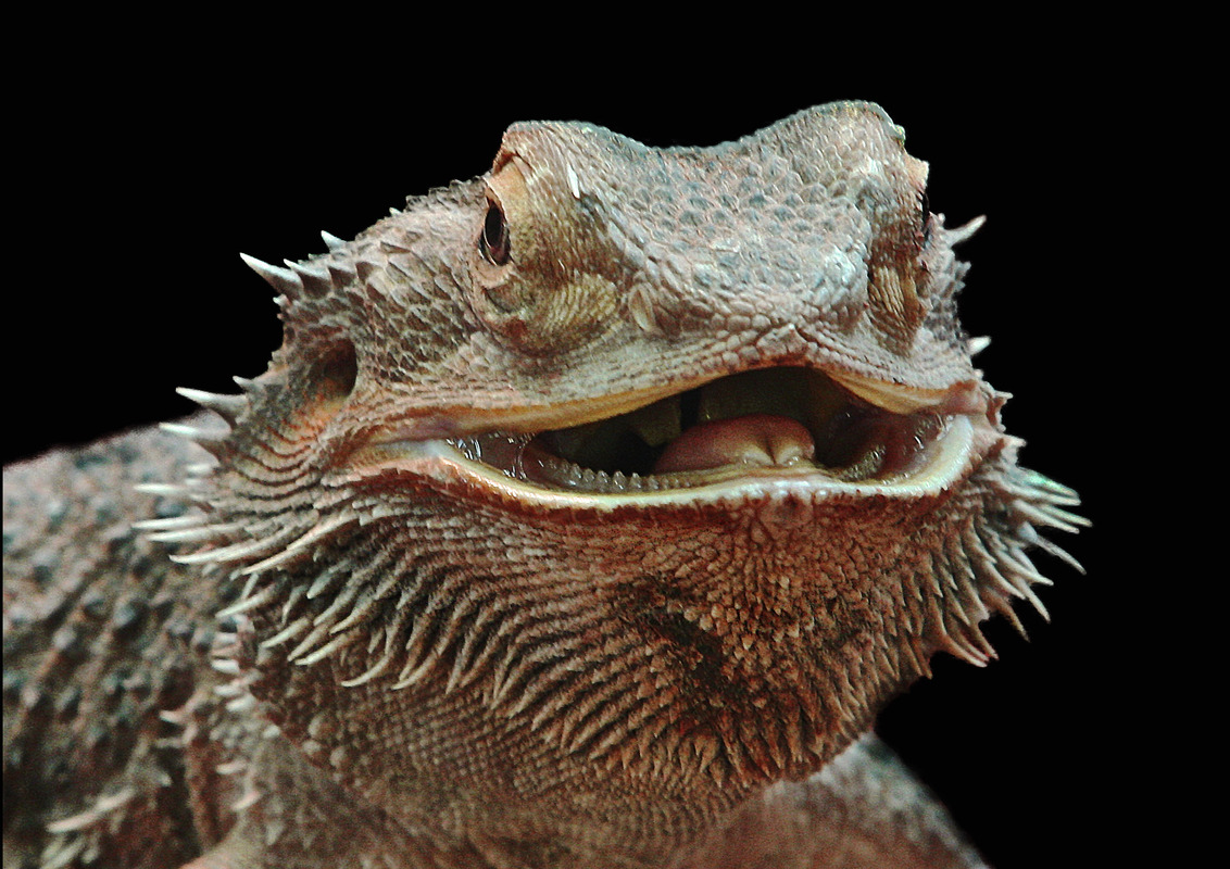 Leguar