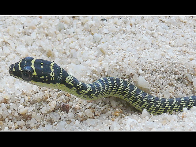 Baby Snake on the beach