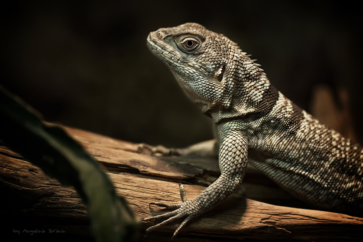 grosser madagaskar leguan