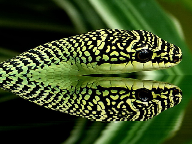 Paradise Snake