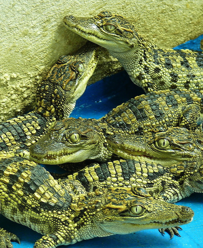 Croco Babies....