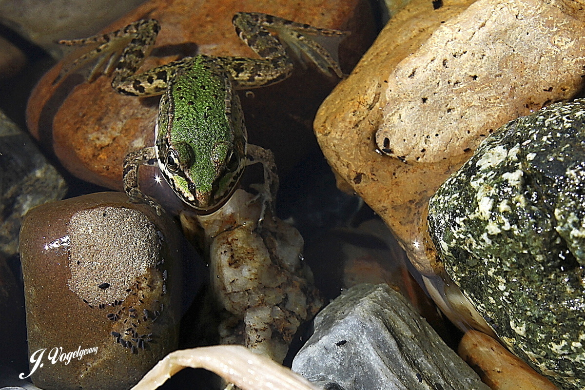 Frosch 