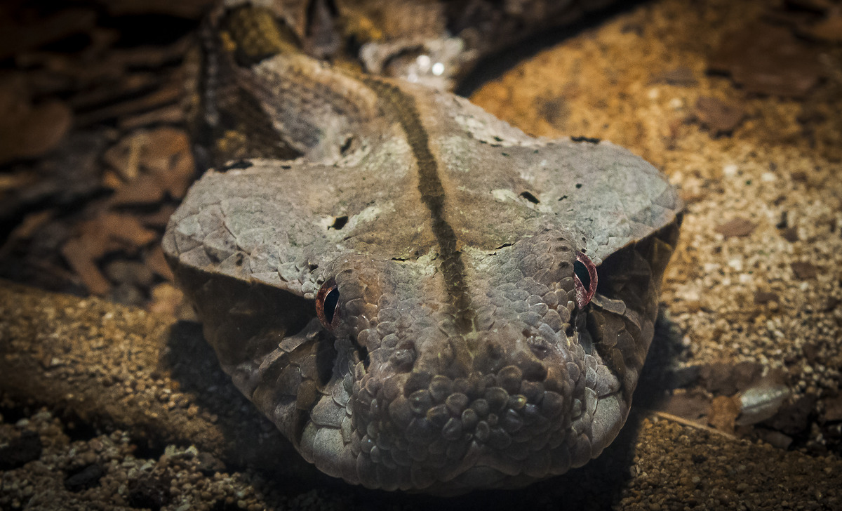Gabunviper im Tierpark Hellabrunn