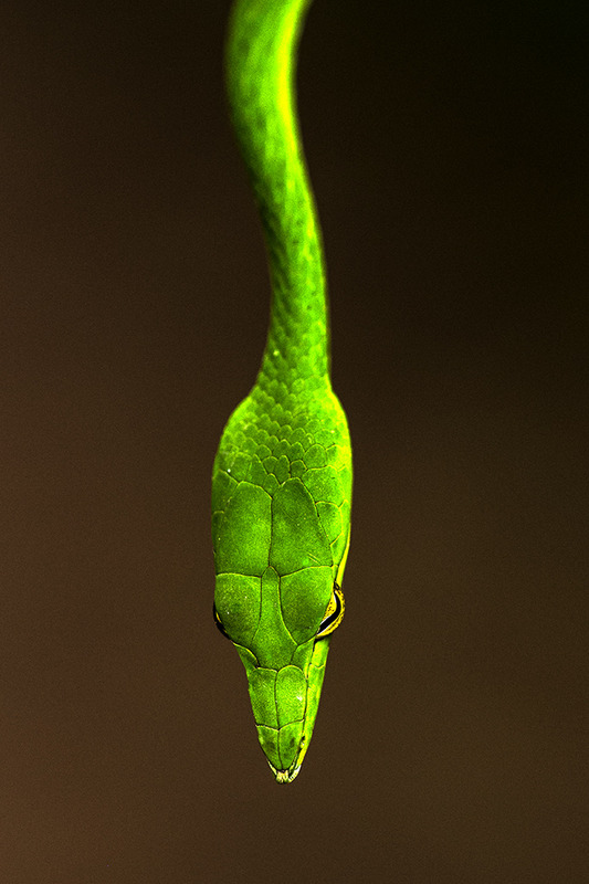 snake02