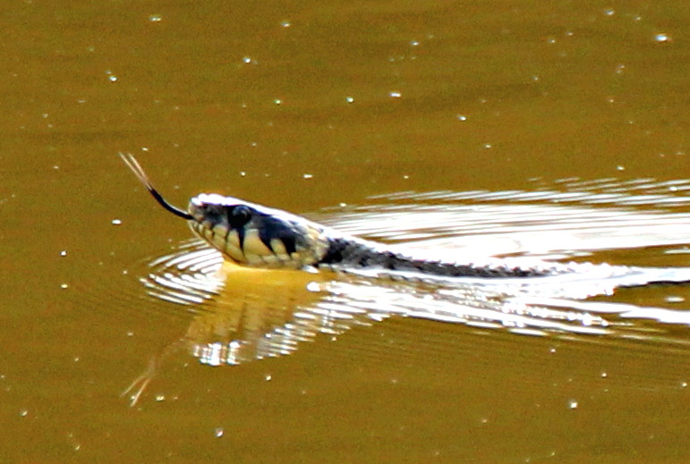 Ringelnatter auf Wasserjagd.....