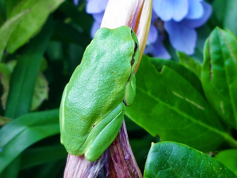 Laubfrosch /such mich doch