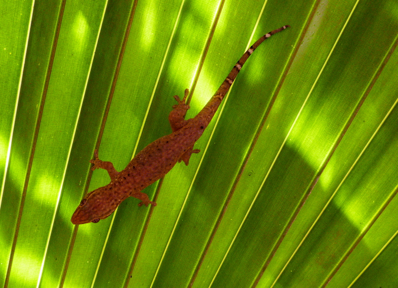 Brauner Gecko