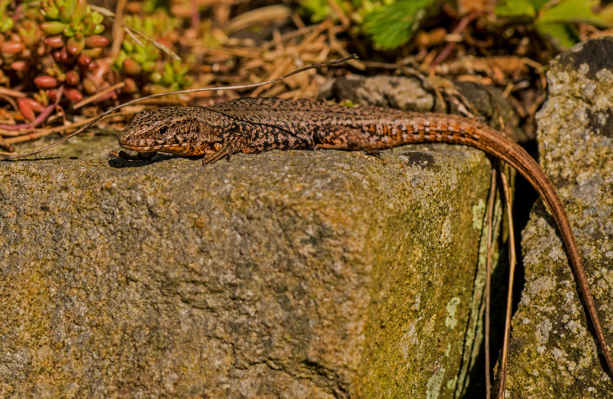 Mauereidechse