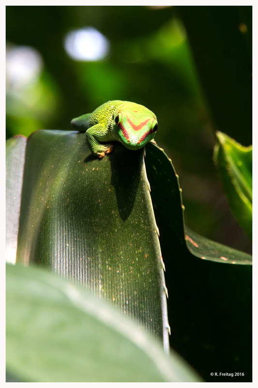 Taggecko